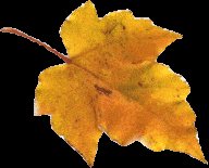 fall leaf