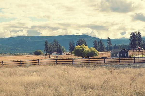 Paws up Montana