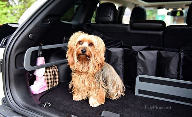 It's time to spring clean the car. The winter months can wreak havoc on your car's exterior and interior. The change of season is the perfect time to detail your car, from top to bottom! Spring Car Cleaning Tips + removing pet hair in the car at cetcu.com