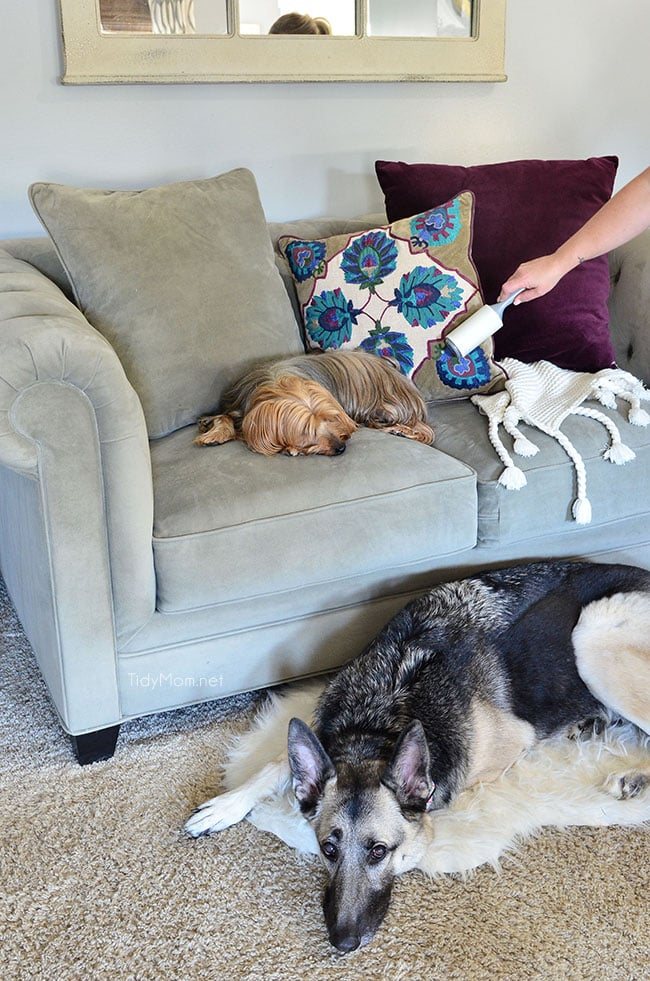 Use a lint roller to clean dog hair off your furniture. cetcu.com