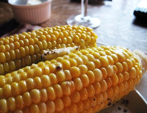 It’s Corn on the Cob Season! {how to cook in the microwave}