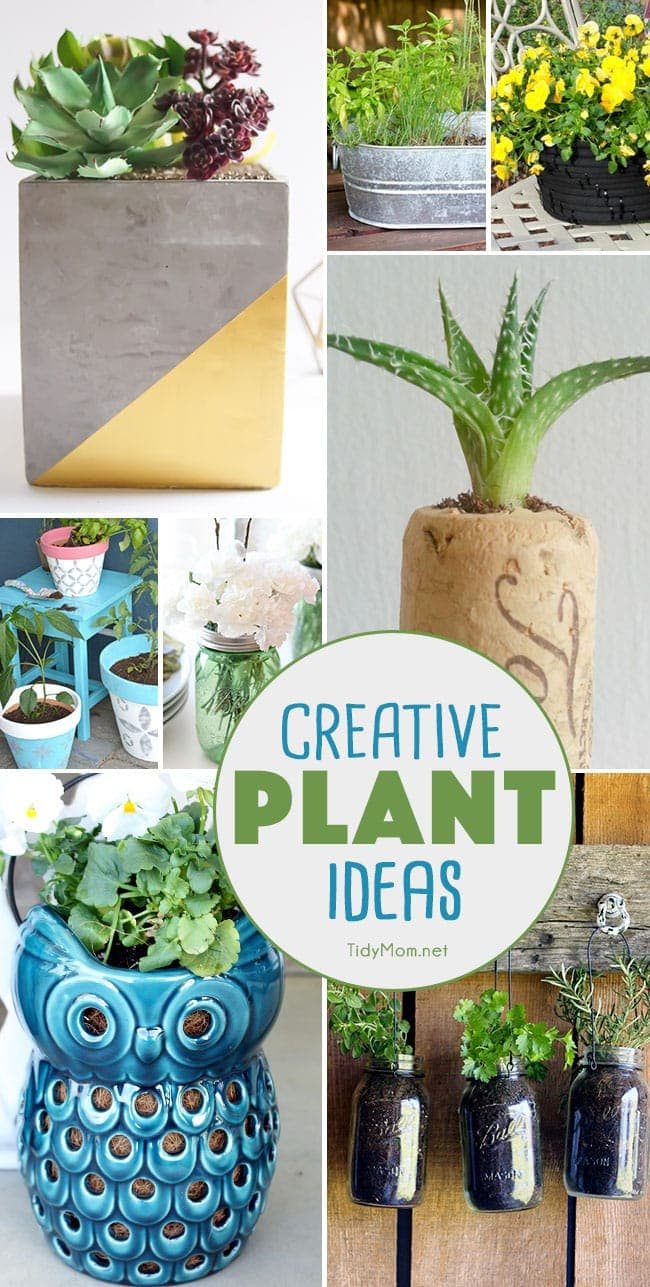 9 Creative Plant Ideas