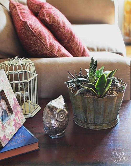 Decorating with Succulents Cetcu
