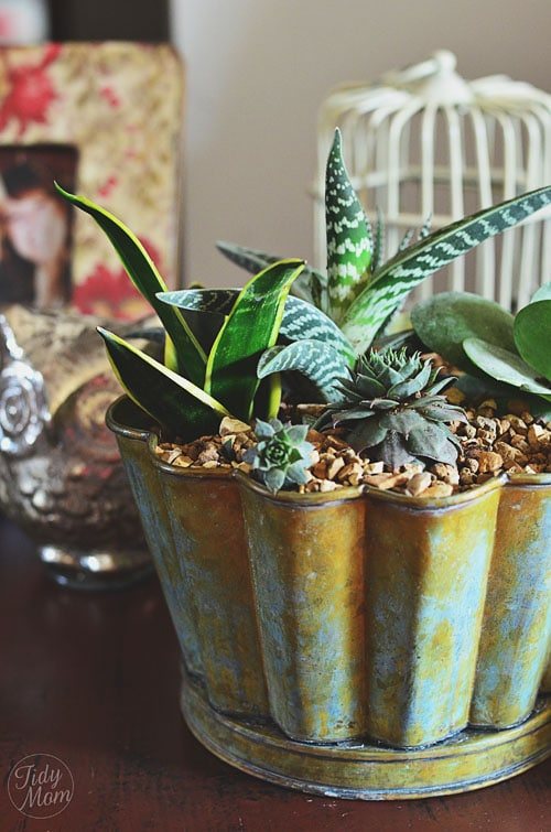 Decorating with Succulents: I’m Lovin’ It