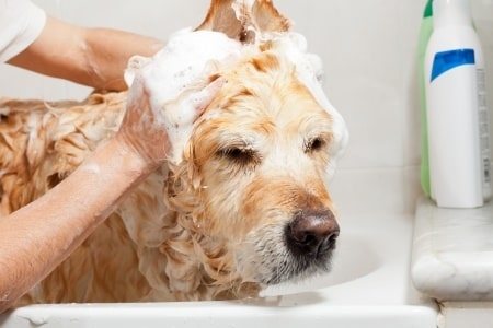 Be sure to use dog shampoo when bathing your pooch.