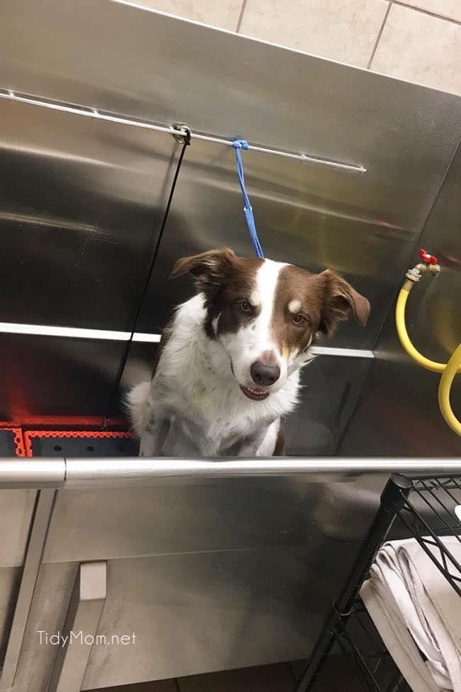 Dog washing stations can be much more convenient than bathing your pooch in the bathtub. Keep your pooch fresh and fabulous without breaking the bank. Both you and your four-legged friend can start enjoying the many benefits of dog grooming at home when you have the right tools and a few good dog grooming tips.