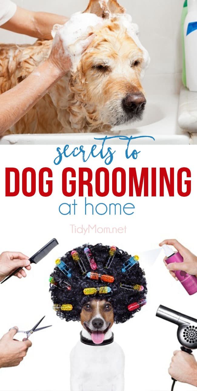 Keep your pooch fresh and fabulous without breaking the bank. Both you and your four-legged friend can start enjoying the many benefits of dog grooming at home when you have the right tools and a few good dog grooming tips. After all, proper grooming is the key to a healthier, happier dog. For all the SECRETS TO DOG GROOMING AT HOME visit cetcu.com #dogs #grooming #doggrooming #pets