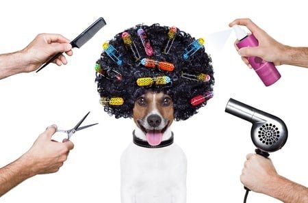 SECRETS TO DOG GROOMING AT HOME