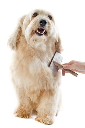 Brush your dog on a regular basis. Both you and your four-legged friend can start enjoying the many benefits of dog grooming at home when you have the right tools and a few good dog grooming tips.