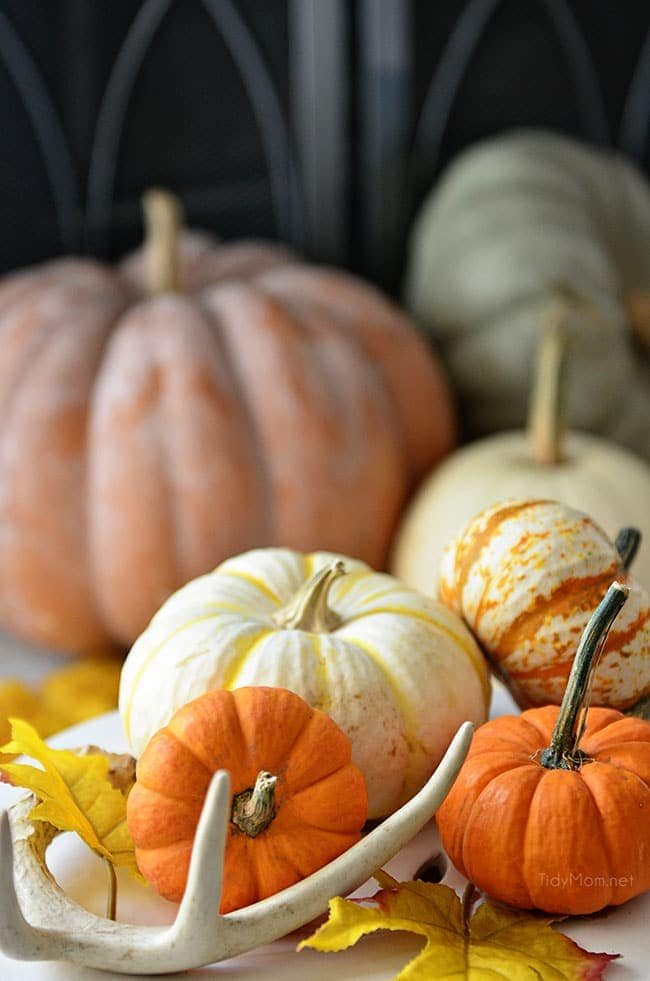 Fall pumpkins and gourds