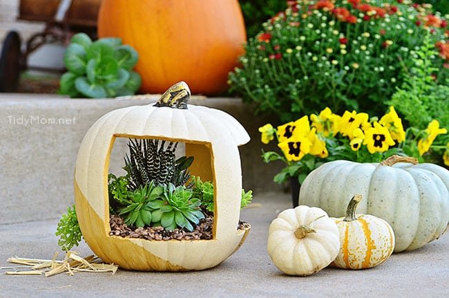 Gold Pumpkin planter at cetcu.com