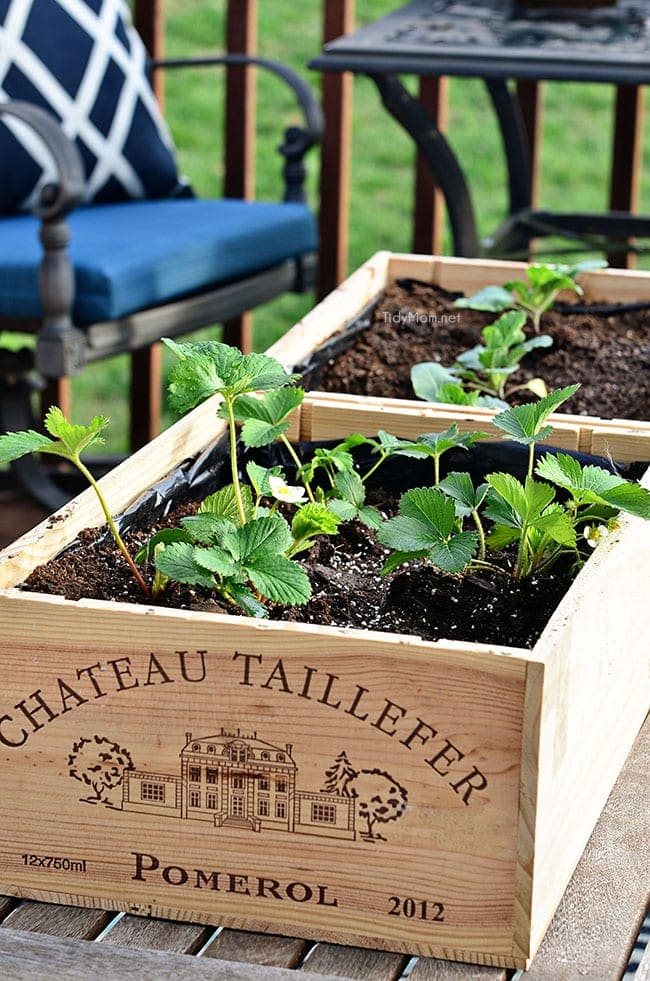 Wine Crate Garden