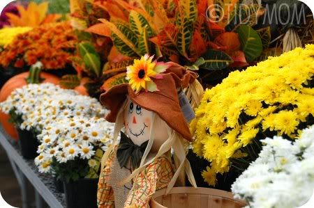 scarecrow and mums