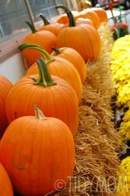 pumkins in row at cetcu.com