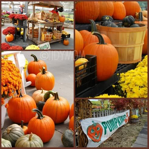 pumpkin pandemonium