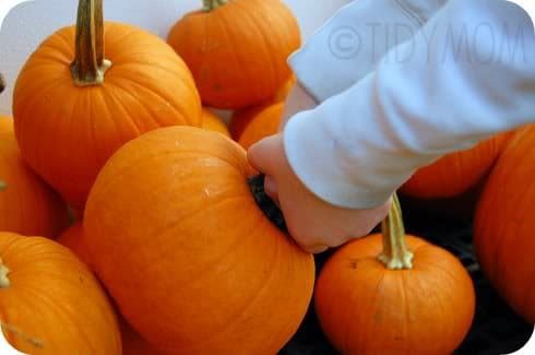 pumpkin picking at cetcu.com
