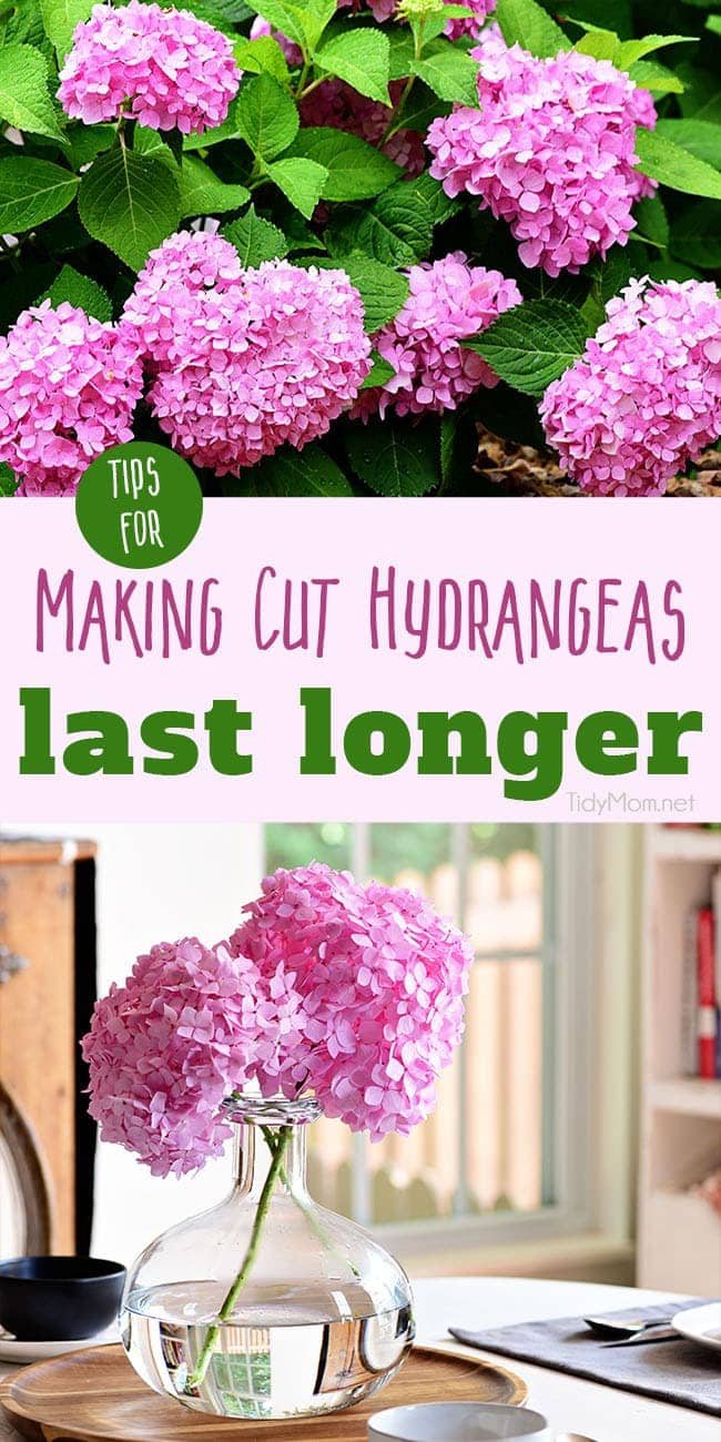 Essential hydrangea care tips to keep your fresh cut hydrangeas looking beautiful longer. You'll be amazed at how long you can make your flowers last! Get the details at cetcu.com
