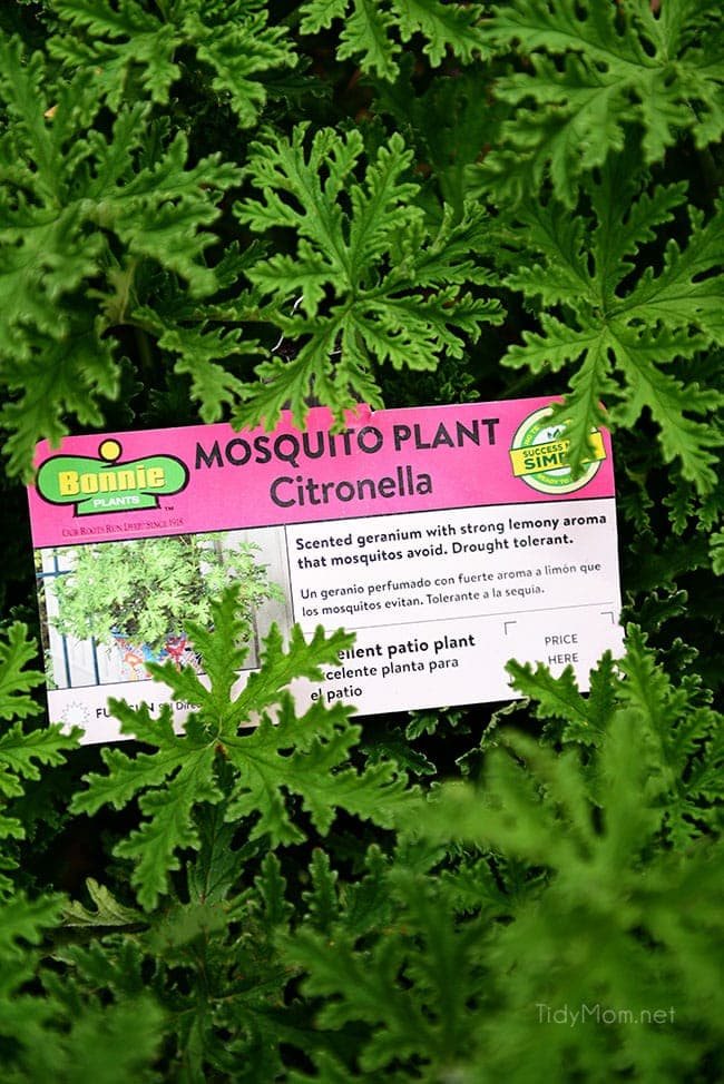 Learn How to Decorate a Small Deck or Patio and keep pesky pests away with plants. Get more details at cetcu.com