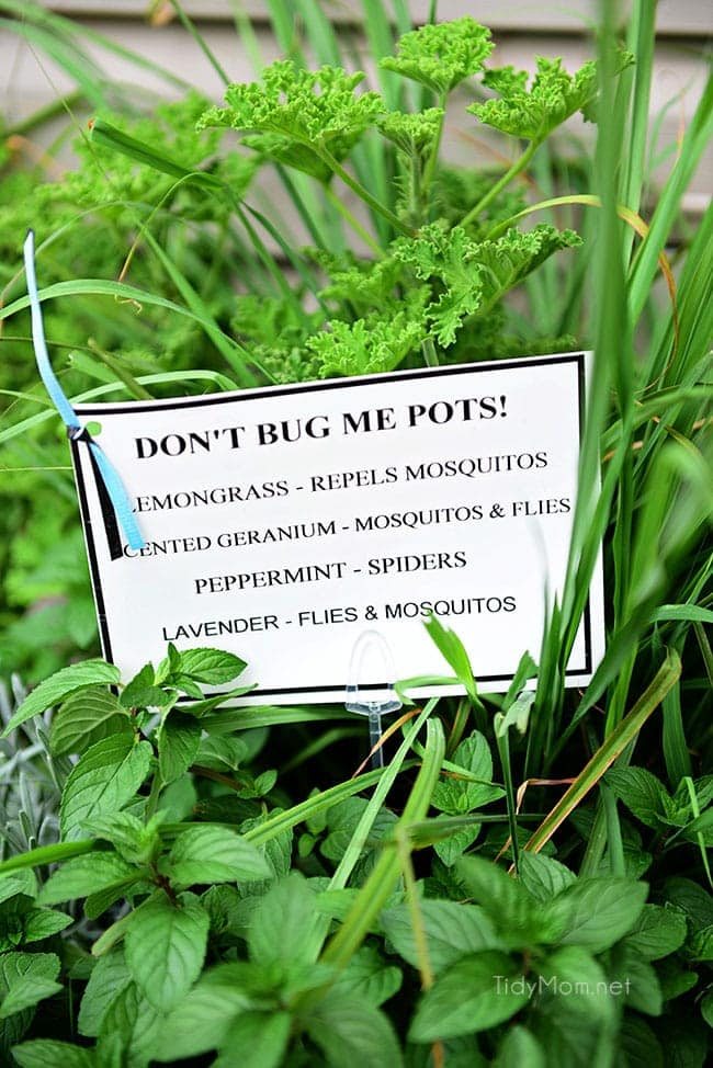 Learn How to Decorate a Small Deck or Patio and keep pesky pests away with plants. Get more details at cetcu.com