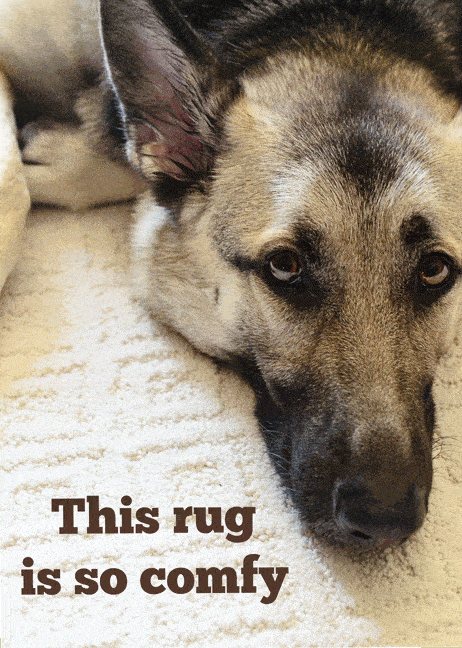 Sleeping-Dog-on-Mohawk-Smartstrand-Rug-Cetcu2