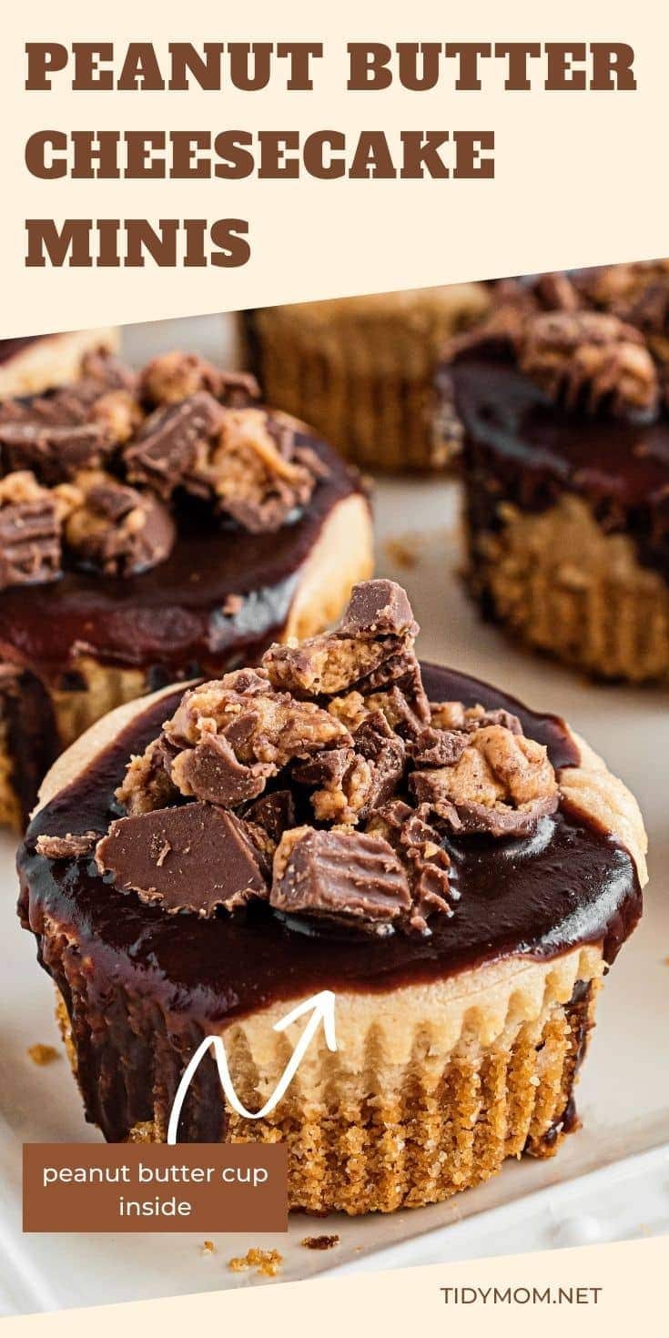 close up of mini cheesecake with chocolate