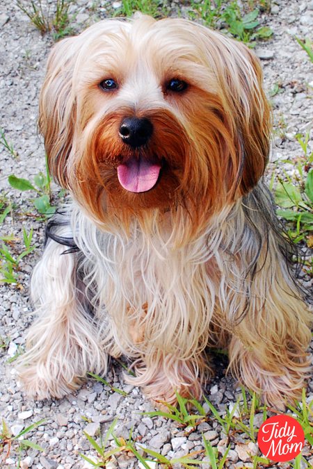 I’m Lovin’ It – My dog and Pedigree