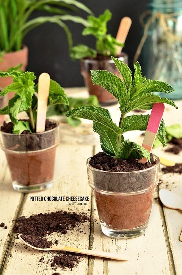 Potted Chocolate Cheesecake {no bake} perfect for Mothers Day, bridal shower or spring/summer soiree. recipe at cetcu.com