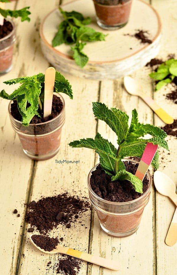 Potted Chocolate Cheesecakes {no bake} perfect for Mother's Day, bridal shower or spring/summer soiree. recipe at cetcu.com