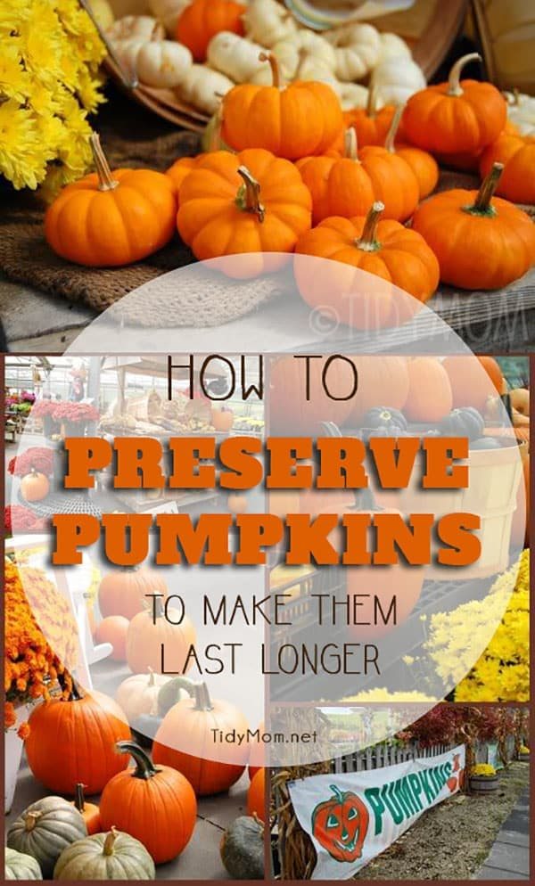Learn how to preserve pumpkins and keep your carved pumpkins looking their best all the way thru Halloween and beyond. All pumpkins are going to rot away eventually, and there are a lot of myths about how to preserve pumpkins. But after extensive testing, some pumpkin enthusiasts proved that treating pumpkins with bleach held out the longest. Find out more at cetcu.com