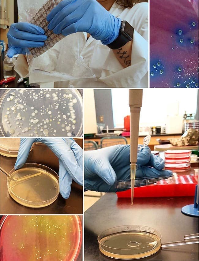 testing a kitchen dishcloth for bacteria in a lab