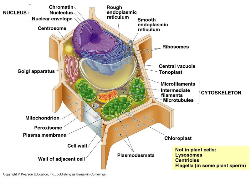 Plant Cell