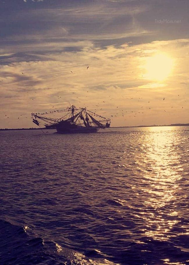 Tybee Island, Georgia | Captain Mike’s Sunset Dolphin Cruise. More Savannah Sightseeing at cetcu.com