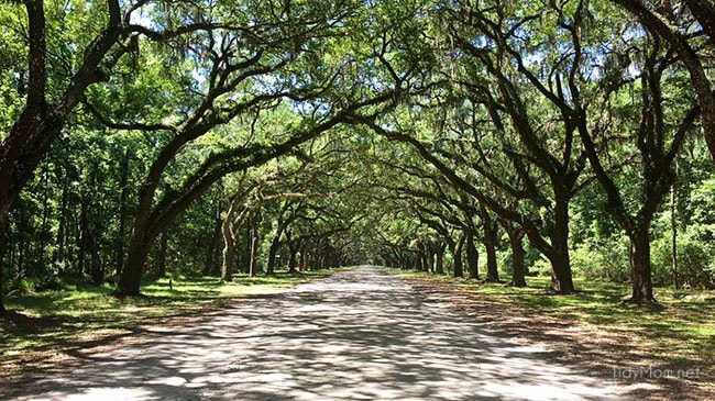 Wormsloe Historic site near Savannah, Georgia. A breathtaking 1.5 mile avenue sheltered by live oaks and Spanish moss. Savannah Sightseeing at cetcu.com