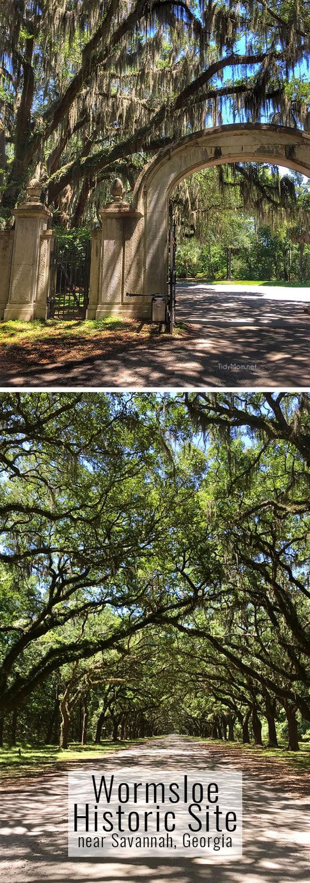 Wormsloe Historic site near Savannah, Georgia. A breathtaking 1.5 mile avenue sheltered by live oaks and Spanish moss. More Savannah Sightseeing at cetcu.com