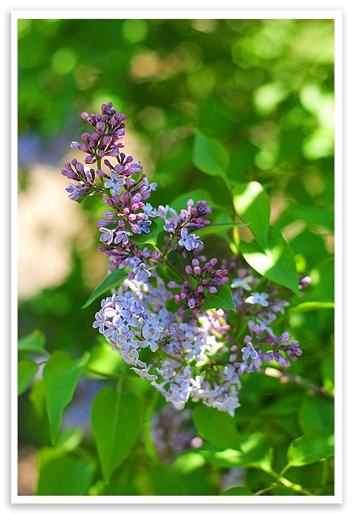 Lilacs