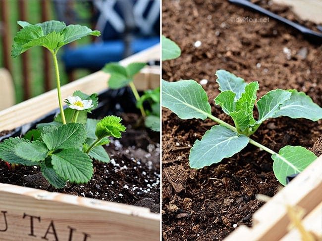 Vegetables, herbs and flowers can thrive in wine boxes—or in other crates. Wine box planters are great for small space gardens. Get step-by-step tutorial for a wine crate garden at cetcu.com