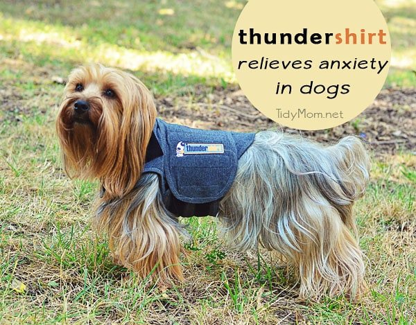 Thundershirt for dog anxiety at cetcu.com