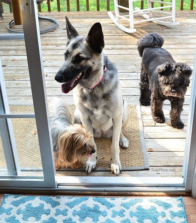 use baby wipes to clean up after dogs