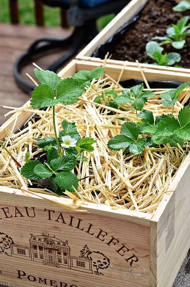 Vegetables, herbs and flowers can thrive in wine boxes—or in other crates. Wine box planters are great for small space gardens. Get step-by-step tutorial for a wine crate garden at cetcu.com