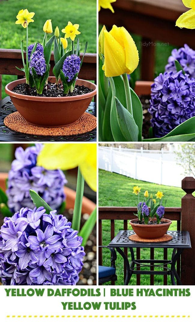 Container Garden: Planing flowers with Miracle Gro. Yellow Daffodils, Blue Hyacinths and Yellow Tulips