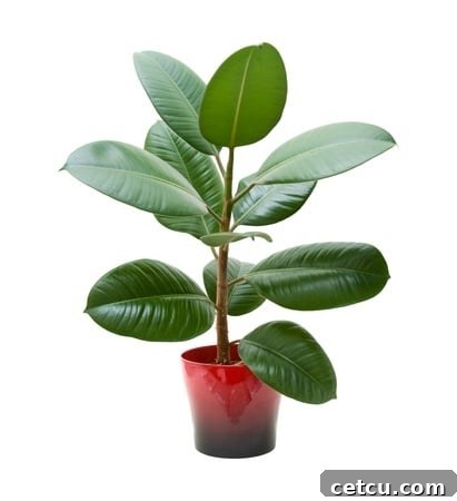 Gently clean dusty houseplants with baby wipes to keep their leaves healthy and vibrant.