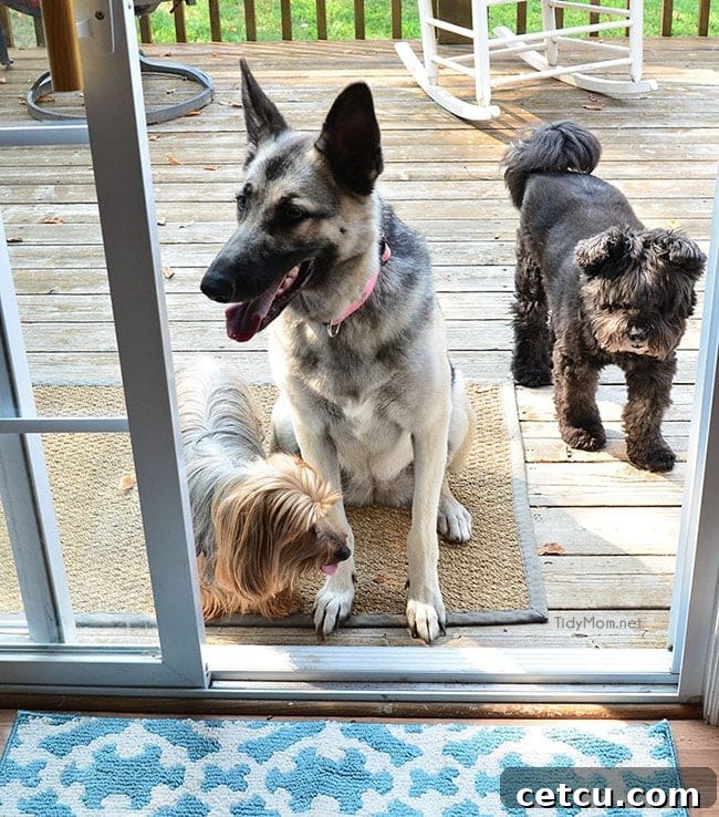 Quickly clean your pets' paws and messy faces with gentle baby wipes after outdoor adventures.