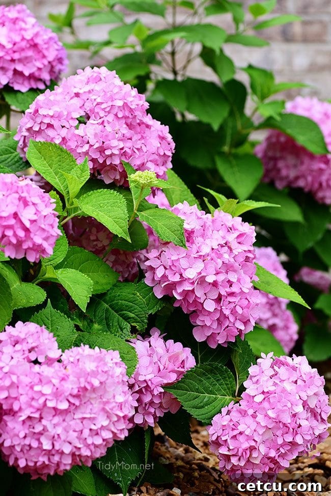 Essential hydrangea care tips to keep your fresh cut hydrangeas looking beautiful longer. Discover expert methods to extend the life of your gorgeous hydrangea blooms.
