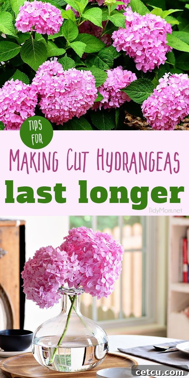 Comprehensive guide on essential hydrangea care tips to keep your fresh cut hydrangeas looking beautiful longer. Featuring step-by-step instructions and practical advice for vibrant, long-lasting floral arrangements.