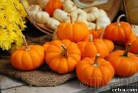 Hillermann Pumpkin Palooza