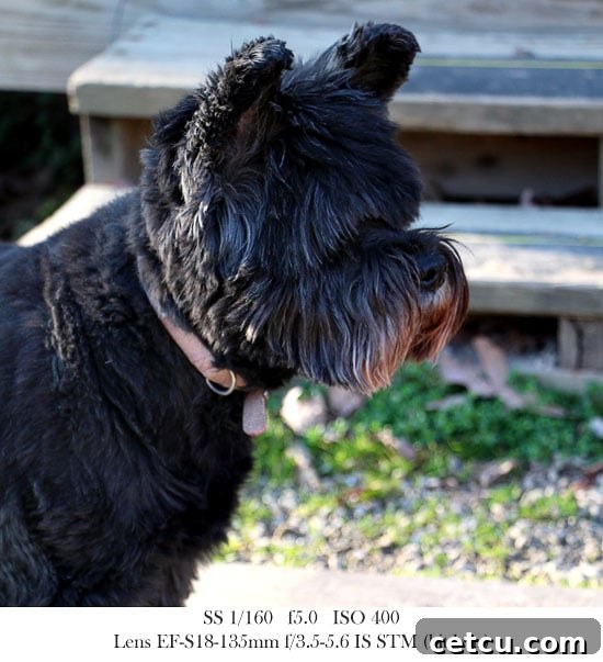 Pepper the dog posing - Pet photography with Canon T4i