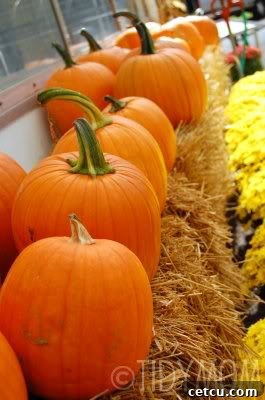 A beautiful arrangement of various pumpkins in a row, showcasing different colors and sizes for fall decoration.