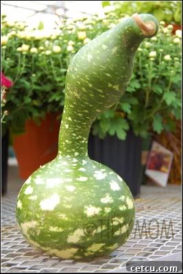 A close-up of an odd-shaped gourd, showcasing unique natural formations and textures.
