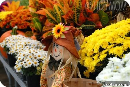 A friendly scarecrow surrounded by colorful mums, embodying the spirit of a fall garden.