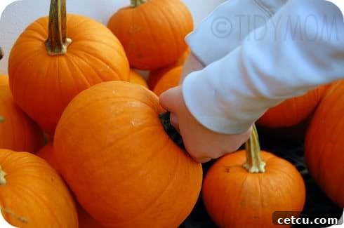 A person carefully selecting pumpkins from a large variety, highlighting the joy of pumpkin picking for fall decor.